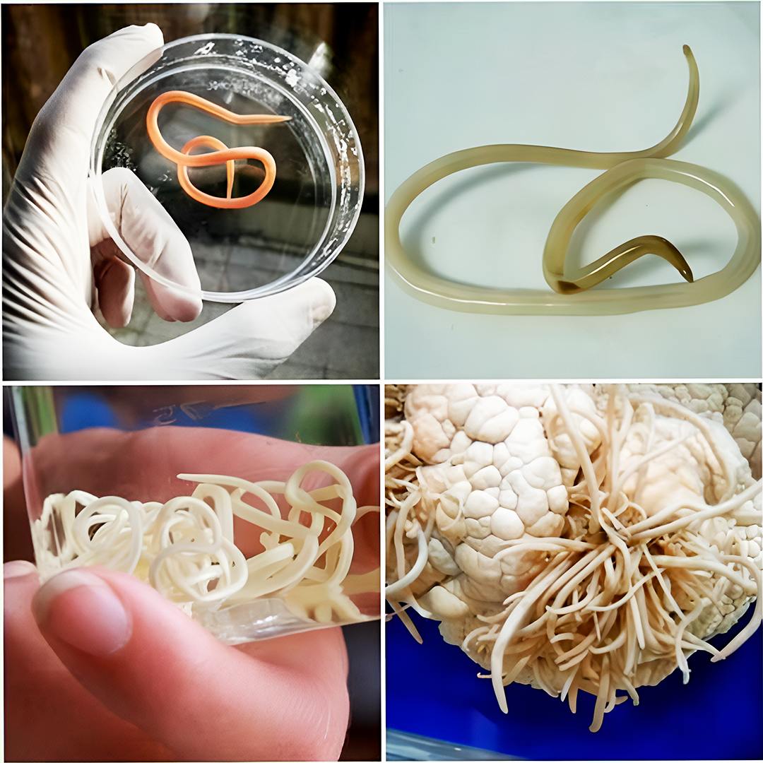 Очистите от паразитов